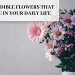 10 Incredible Flowers That You Use in Your Daily Life