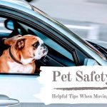 Pet safety tips: Helpful tips when moving with your pet