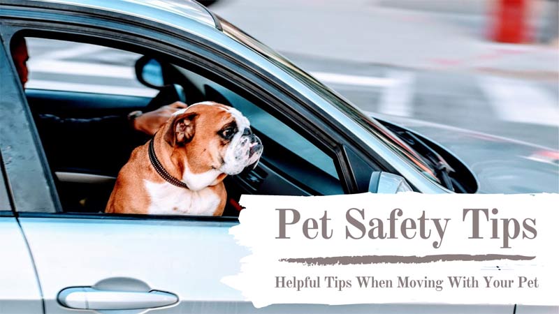 Pet safety tips: Helpful tips when moving with your pet