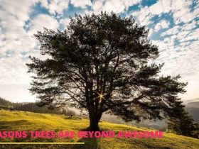 6 Reasons Trees Are Beyond Awesome