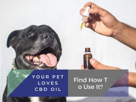 Your Pet Loves CBD Oil. Find How To Use It?