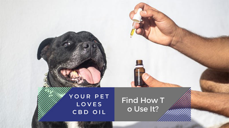 Your Pet Loves CBD Oil. Find How To Use It?