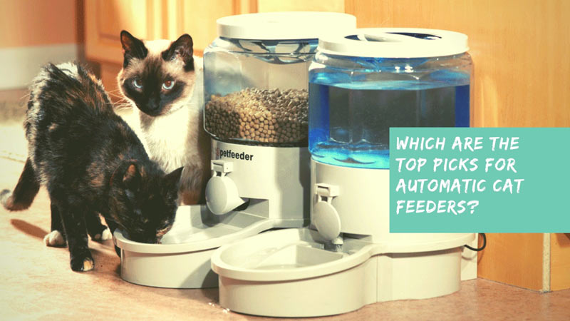 Which are the top picks for automatic cat feeders?