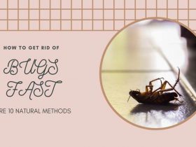 How to get rid of bugs fast here 10 natural methods?