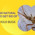 household bugs