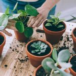 How to choose the right pot or planter for a plant?