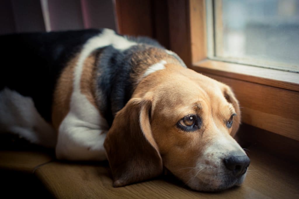 Should you Use CBD Oils for Dogs with Pain Issues