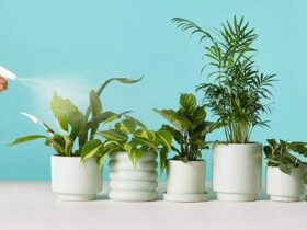 Plant Delivery Online: Fantastic Benefits of Buying Plants Online