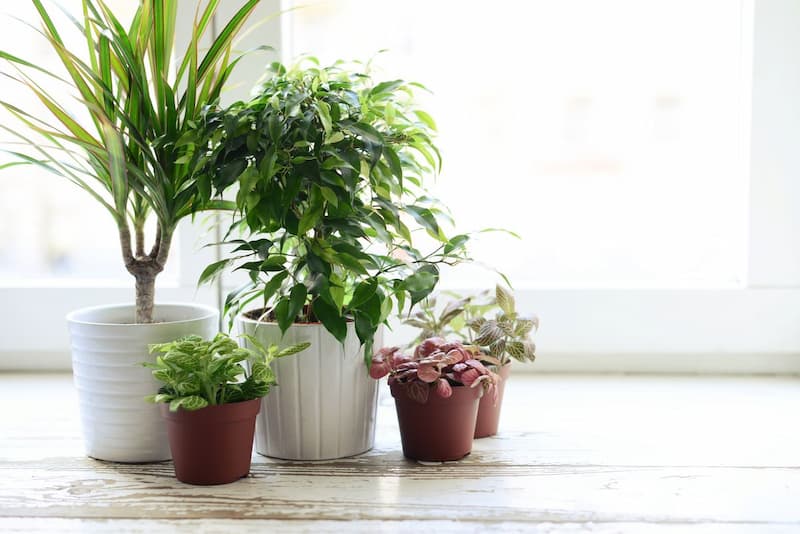 What Home Plants Symbolise?