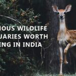 Wildlife buffs alert: 10 Famous wildlife sanctuaries in India that are worth visiting