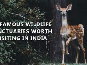 Wildlife buffs alert: 10 Famous wildlife sanctuaries in India that are worth visiting